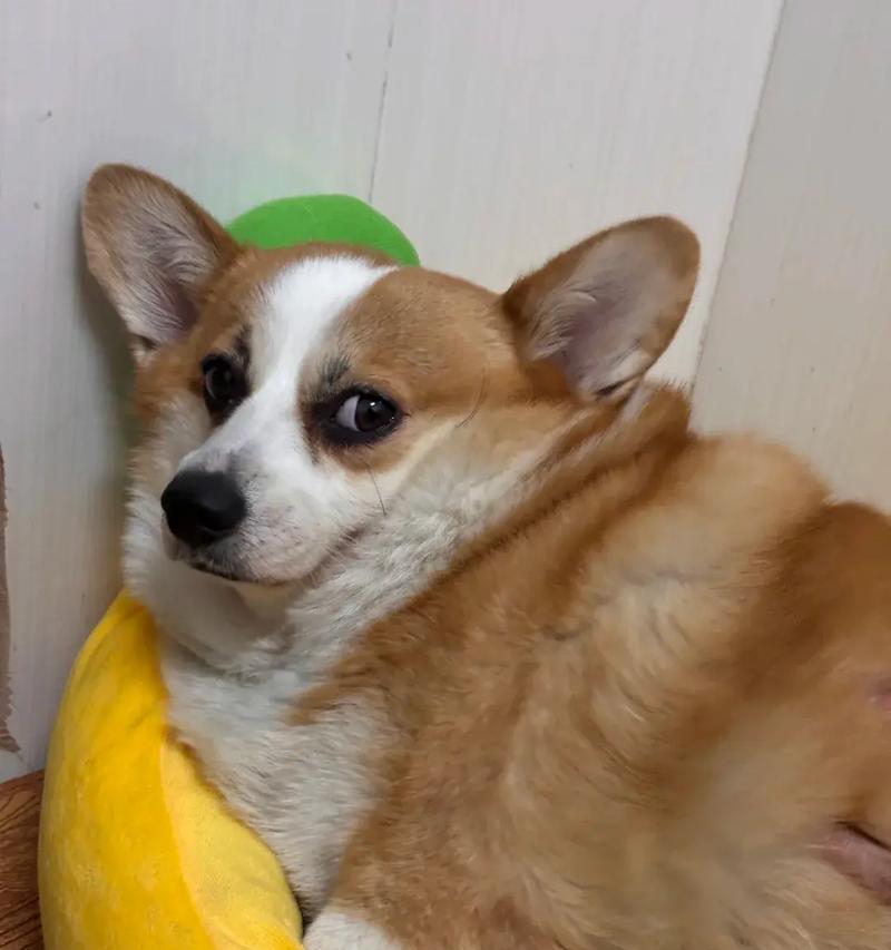 了解狗狗身体的五个小常识（让我们一起探索狗狗身体的奥秘吧！）