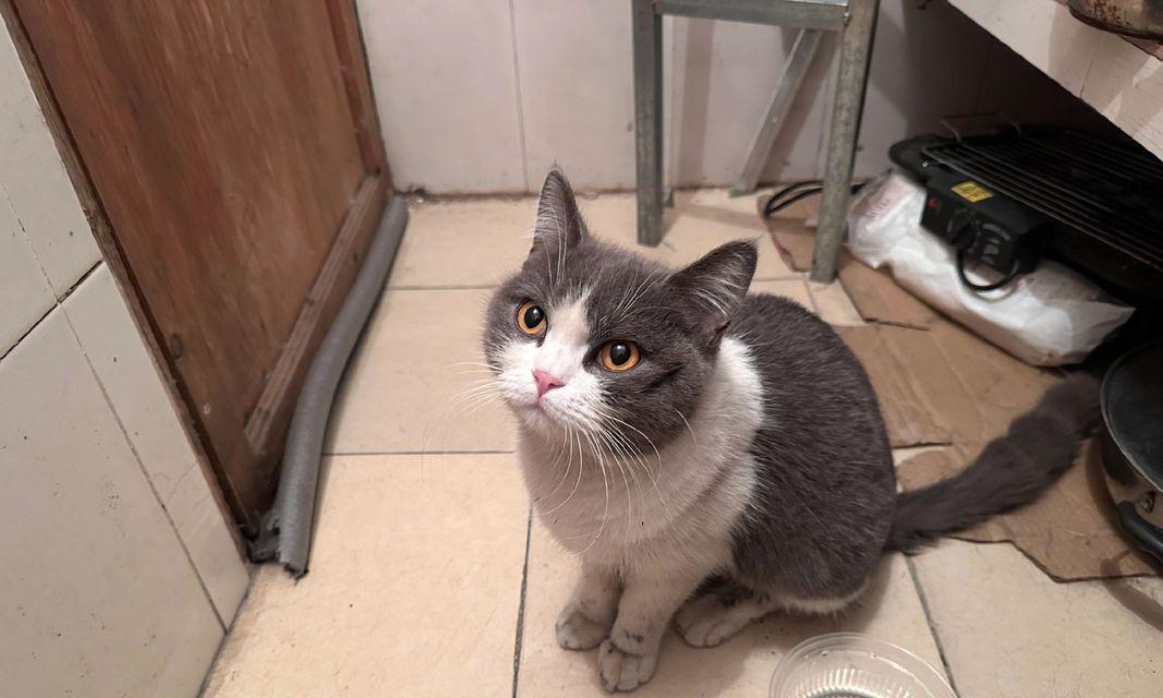 寻回家的猫咪之旅（主人寻回丢失的猫咪的心路历程）