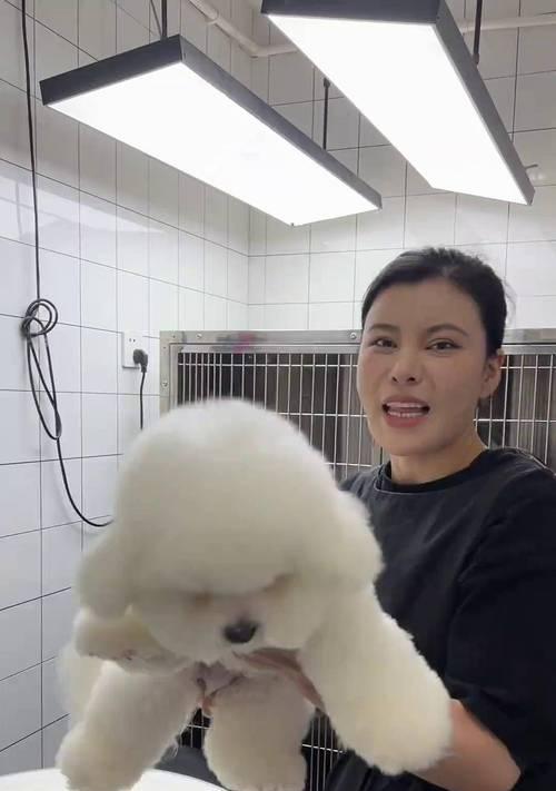 比熊剃胎毛后多久能长好？（探究比熊剃胎毛的恢复周期，让宠物重回可爱模样）