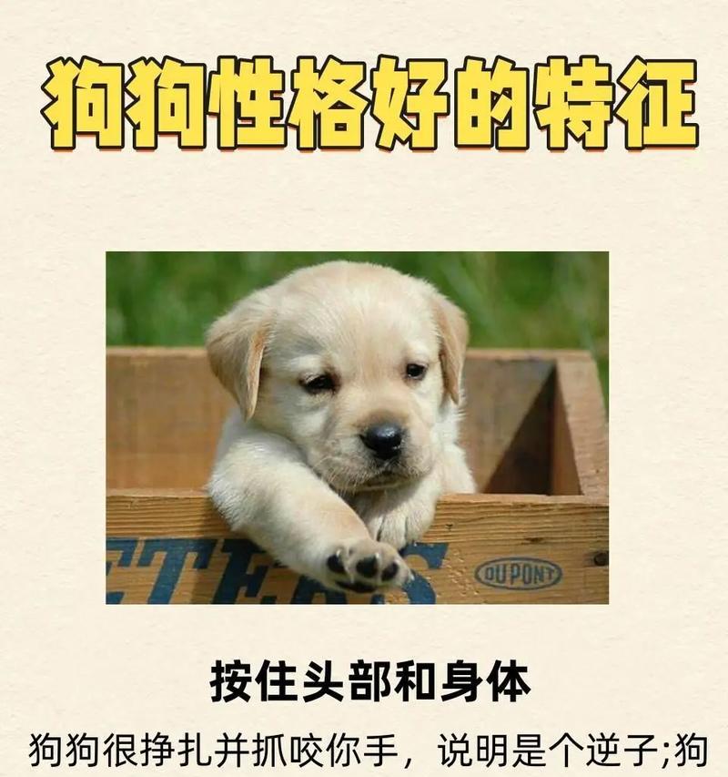 健康狗狗的特征与养护方法（了解健康狗狗的特征，为你的宠物提供最佳护理）