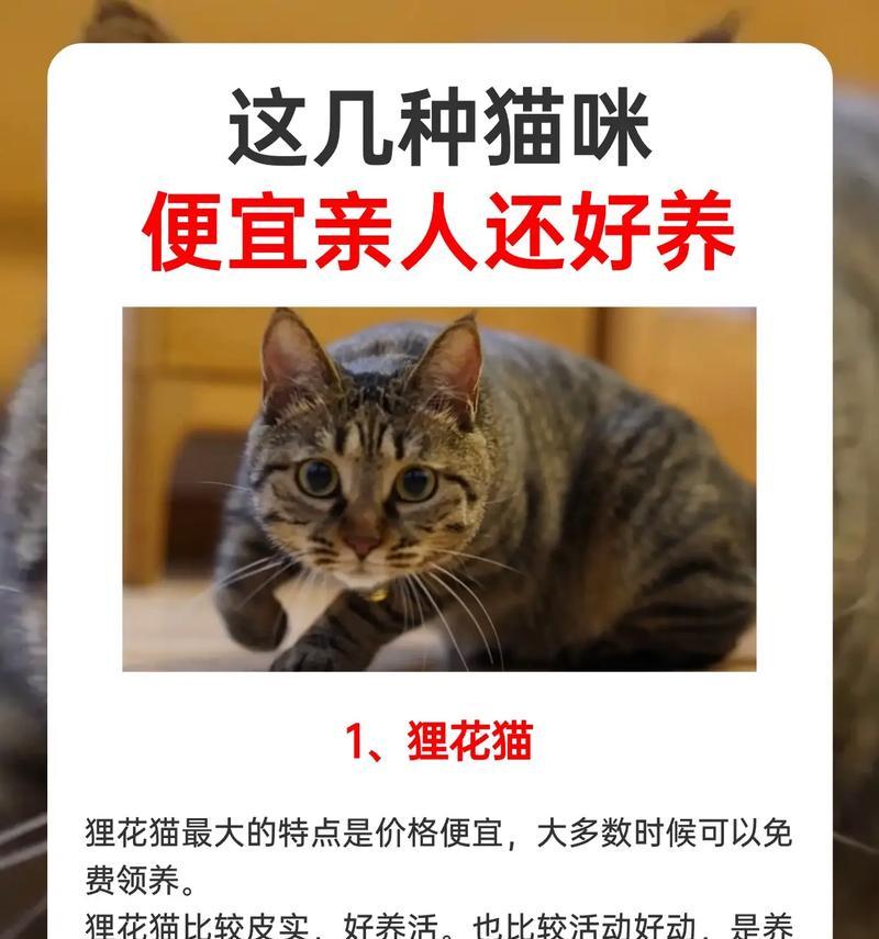 不宜养5只猫的原因及如何妥善养护小猫（养猫需谨慎选择与精心照顾，提供适宜环境和护理）
