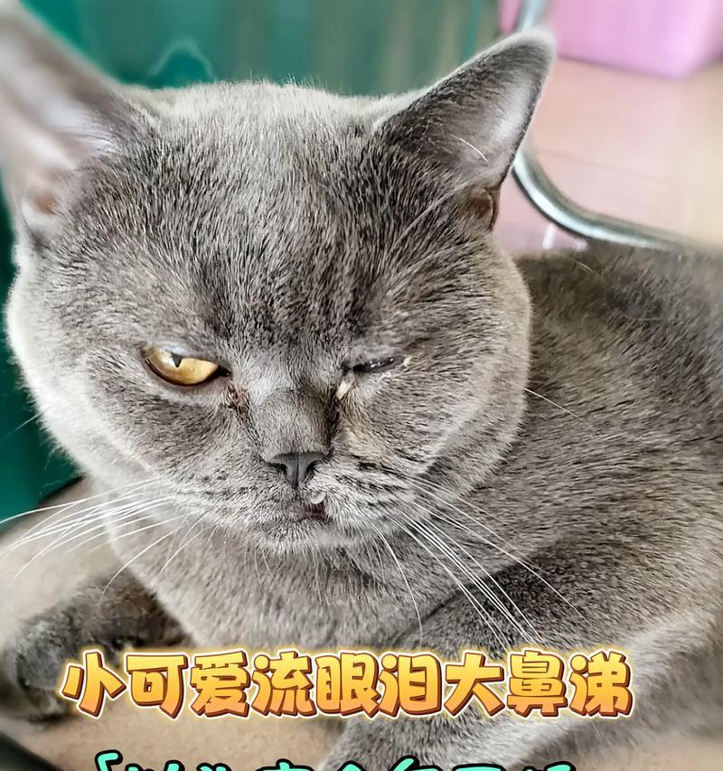 打了猫，它多久会忘记？（探究猫咪记忆力及其遗忘速度）