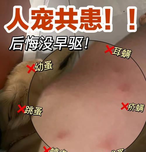 狗狗驱虫后多久拉虫子？（疾病防控关键，了解宠物驱虫时间很重要！）
