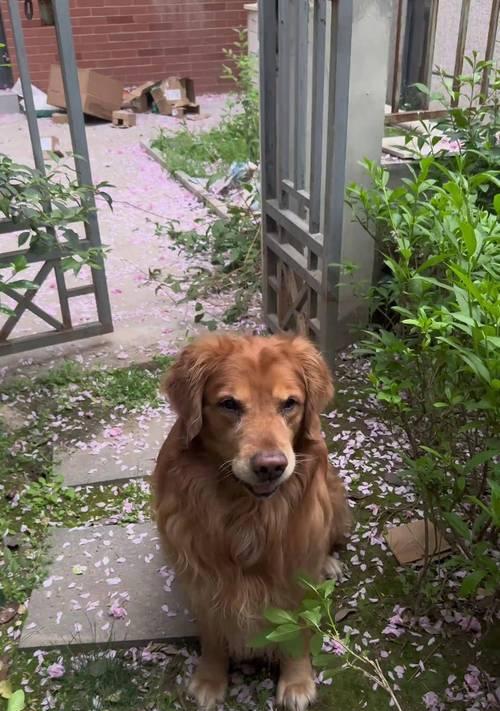 金毛犬的生育周期及繁殖能力分析（探究金毛犬的繁殖特点与生育时间间隔）