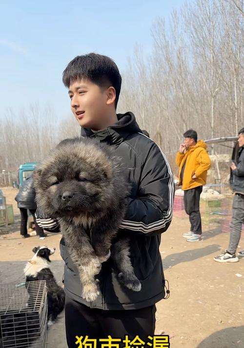 为什么人们不愿意养高加索犬？（探究高加索犬的三大不受欢迎原因）
