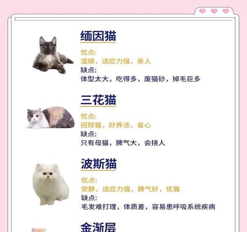 适合养猫的人群（为何猫咪是理想的宠物选择）