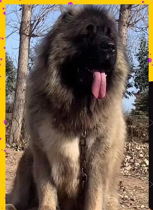 高加索犬价格影响因素（了解高加索犬价格的关键因素以及其影响因素的详细分析）
