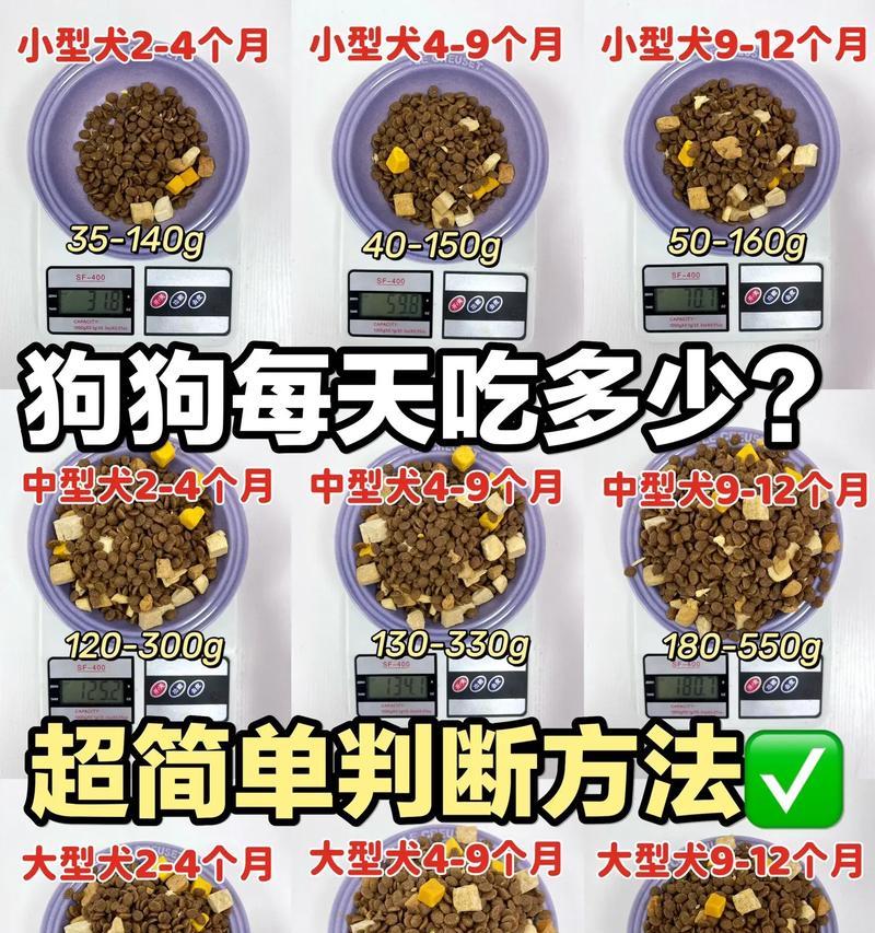 狗运动后多久可以吃饭？（合理安排狗狗的运动与进食时间，）