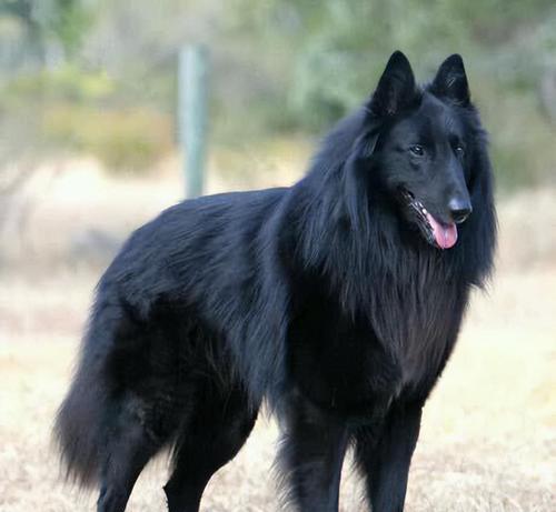 名犬世界的奇迹——探索宠物狗的多样魅力（不可错过的10大名犬品种与狗类的神奇之处）