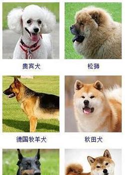 狗狗的适宜名字及命名灵感（狗狗起名的注意事项与创意灵感）