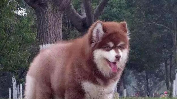如何判断阿拉斯加犬是否纯种？（关键观察点揭示阿拉斯加犬的纯洁程度）