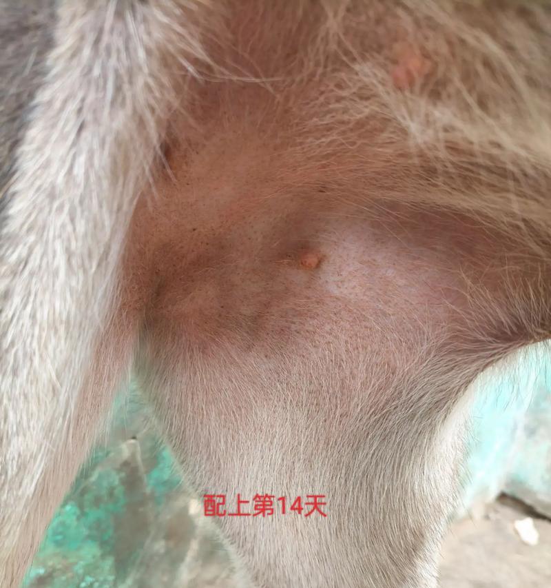 母狗月经后多久交配才合适？