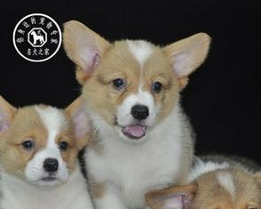 柯基犬价格和纯度如何判断（柯基犬价格及纯度鉴别指南）
