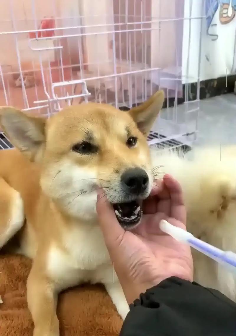 让给狗狗喂药变得简单轻松的几种实用方法（让你轻松给狗狗喂药，再也不用担心了！）
