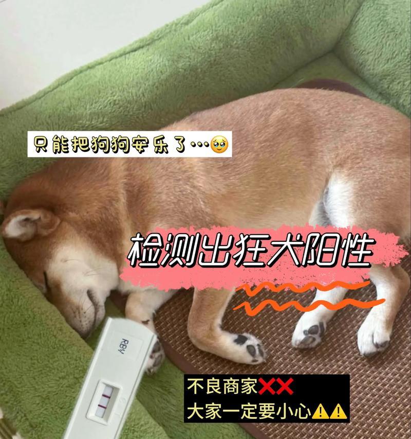 狗的狂犬病潜伏期（探究狗类感染狂犬病后的隐藏期及其关键因素）