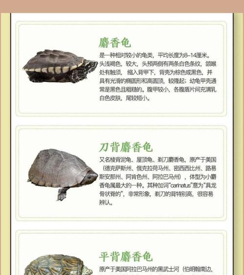 巴西龟泛滥成灾的原因及对策（探寻巴西龟在我国泛滥的根源与解决之道）