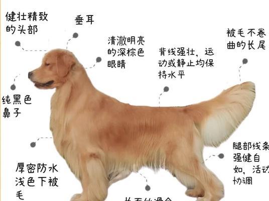 探秘金毛犬的价格和特征（纯种金毛犬的魅力与价值，一窥普通金毛的价格走向）