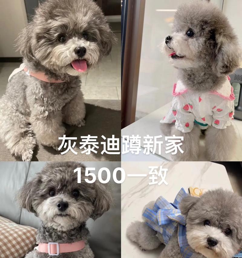 泰迪狗的繁殖周期及生宝宝的时间（探秘泰迪狗的繁殖规律和育儿过程）