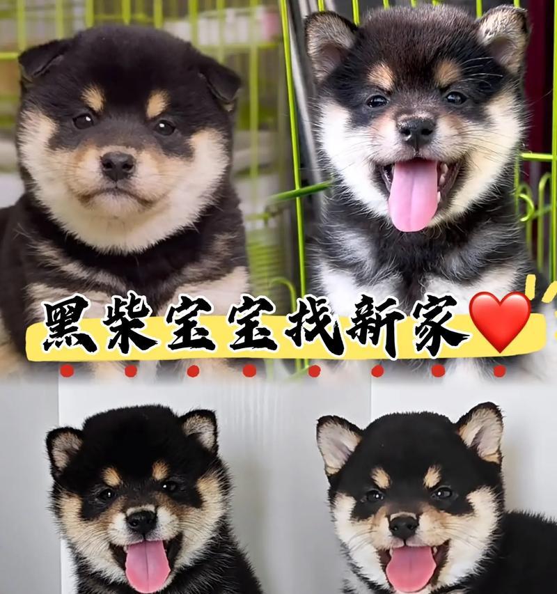 纯种柴犬的价格和特征（了解纯种柴犬的价格和特征，选择最适合你的宠物伙伴）