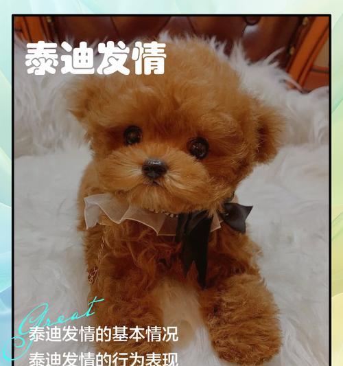 全面指南（从犬种特点到选购方法，一步步为您解析）