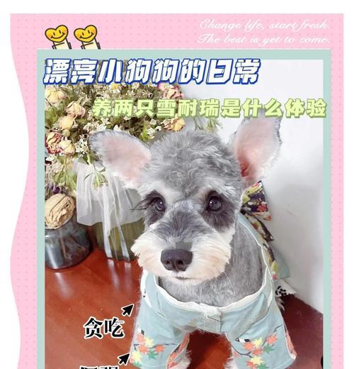 迷你雪纳瑞（了解迷你雪纳瑞的来源及成犬时间，让你更加喜爱这个迷人的犬种）