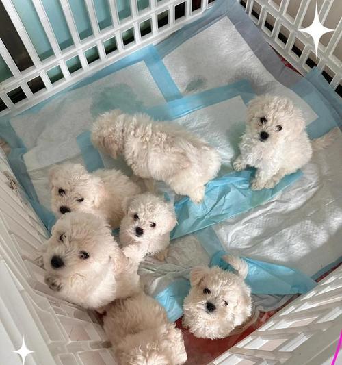 探秘比熊幼犬黑鼻头的变化之谜（揭开比熊幼犬鼻头颜色的奥秘及其变化规律）