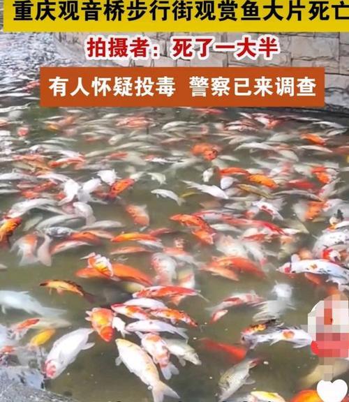 观赏鱼养殖中的水质管理关键问题及解决方法（如何避免大量换水导致观赏鱼出现病态）
