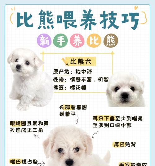 新手养狗的必备常识——从它获得健康成长开始（为了你和狗狗的幸福生活，掌握这些关键知识吧！）