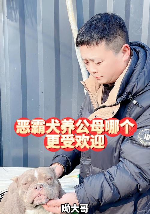 美国恶霸犬耳朵的剪裁方法与注意事项（为你的恶霸犬剪裁出时尚个性的耳朵）