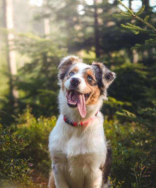 战斗力惊人的短小精悍犬种（揭秘令人惊叹的小型犬——一只具有惊人战斗力的小型犬种）