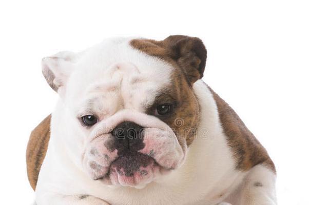 英国斗牛犬的体臭问题（探究英国斗牛犬臭味的来源及解决方法）