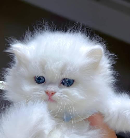 选择英短猫的重要事项（养育英短猫需知的关键要点）