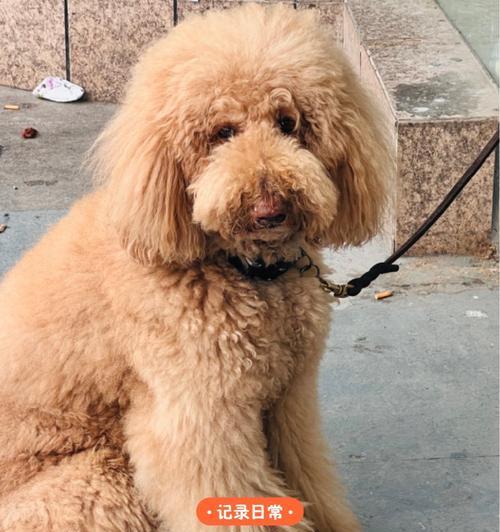 中小型宠物犬的价格及选择（了解常见中小型宠物犬的价格，为你寻找心仪的狗狗）