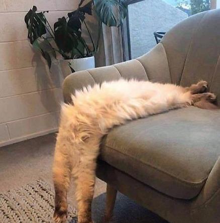 揭秘猫咪的梦乡之谜（为什么猫咪每天都睡那么多？他们会做梦吗？）