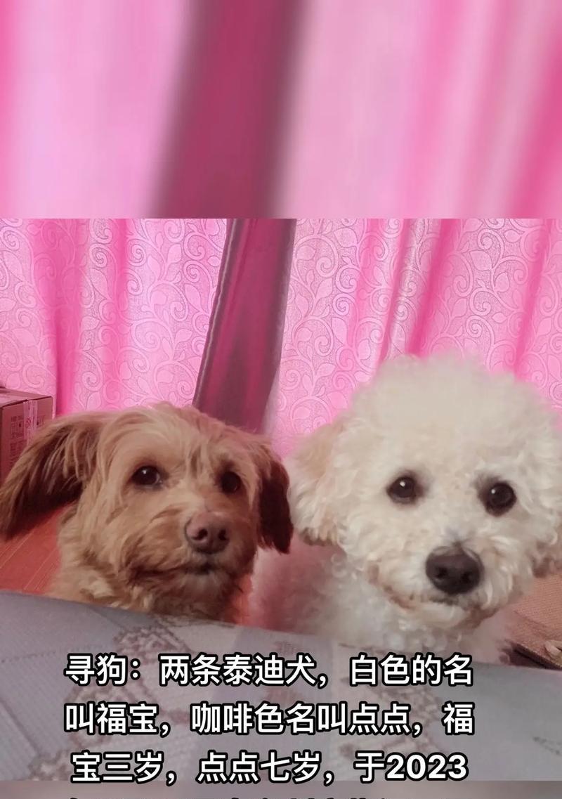 泰迪犬的价格与品种选择（不同泰迪犬的价格及其特点）