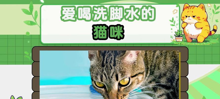 猫咪喜欢喝脏水的原因及如何让其喝干净的水（了解猫咪喜欢喝脏水的原因，为您的爱宠提供干净的饮水环境）