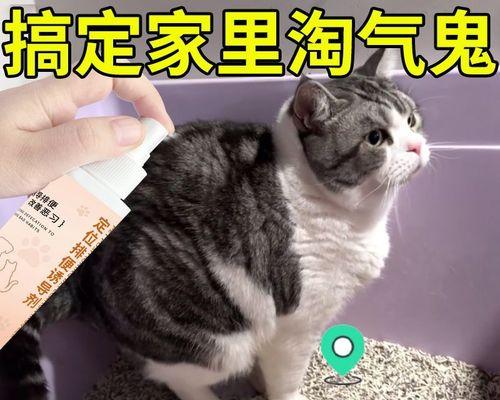 狗狗幼犬多久大便一次？（了解狗狗幼犬的排便规律及注意事项）