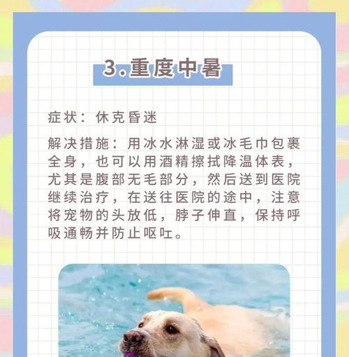 狗狗中暑脱水的症状及预防措施（认识狗狗中暑脱水的危害，了解症状与应对方法）