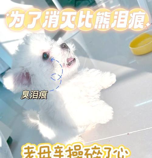 探究比熊出泪痕的原因（为什么比熊会流泪？解析比熊出泪痕的多种原因）