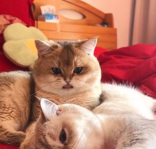 猫咪发烧的治愈时间及措施（探索猫咪发烧的治愈期和有效方法）