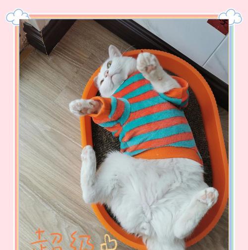 猫咪为何会鼓腮？（揭秘猫咪鼓腮的原因及时间间隔）