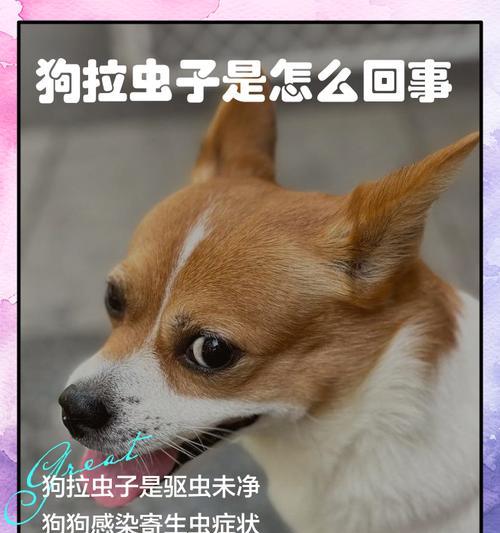 狗身上的常见寄生虫及防治方法（揭秘狗身上的寄生虫，让你的爱宠远离虫害）