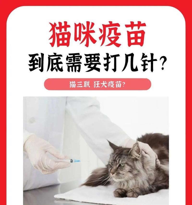 新猫咪接种疫苗后的隔离时间是多久？（疫苗接种后新猫咪需要进行隔离的重要性与时间安排）