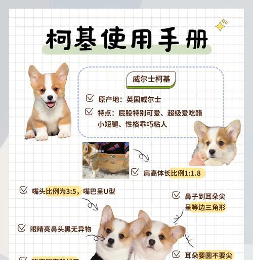 柯基怀孕周期及注意事项（了解柯基怀孕时间，宠物父母需注意的事项）