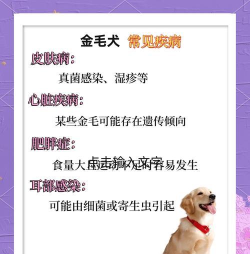 金毛小天使（揭秘金毛犬训练重点，为你的小天使打下坚实基础）