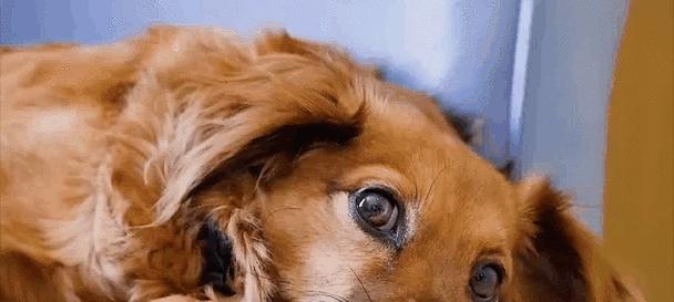 智商排行第一的边境牧羊犬（聪明过人的边牧，需要专注与活力）