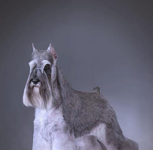 养雪纳瑞犬的人数减少的原因（探讨导致养雪纳瑞犬人数减少的主要因素及解决办法）