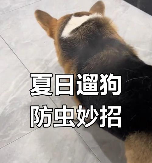 柯基内外驱虫的重要性与频率（保护你的柯基免受寄生虫侵害的关键措施）