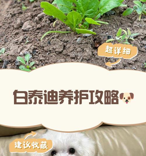 揭秘泰迪挂白之奇妙花纹（探寻泰迪狗身上各个部位的挂白特点与魅力）