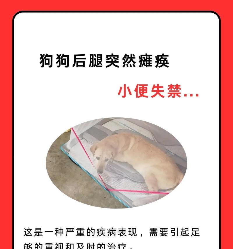 狗狗常见疾病及其症状（了解狗狗常见疾病的症状与防治）